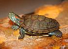 Красноухая черепаха 5-7 см., фото 3