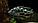 Нимбохромис Левингстон 4,5-5,0 см, фото 2