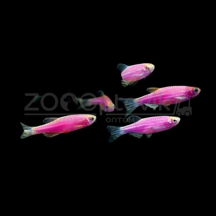 Даино Glo Fish Фиолетовый 1,5-2,0 см - фото 2 - id-p168945242