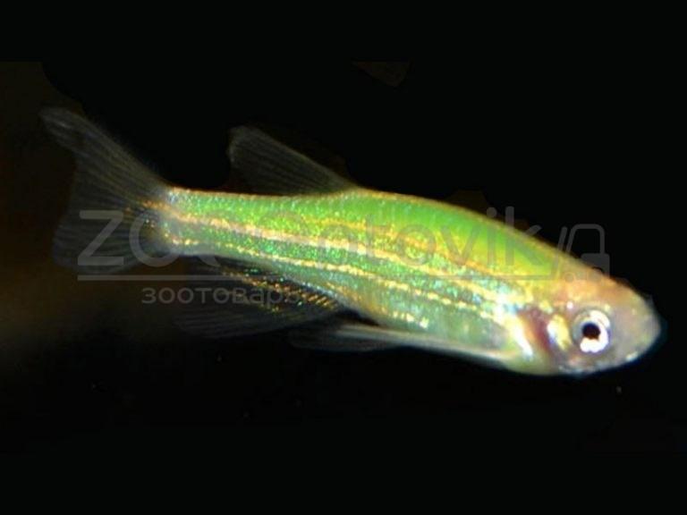 Данио Glo Fish Лазер и Мята 1,0-1,5 см - фото 6 - id-p168945243