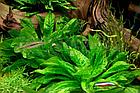 Эхинодориус тропика, куст, фото 2