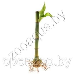 Tetra Растение шелковое Бамбук 15см - фото 2 - id-p114219835