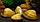 ZooAqua Улитка корбикула яванская - двухстворка желтая, фото 4
