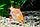 ZooAqua Барбус Гон Конг 2,0-2,5 см, фото 7