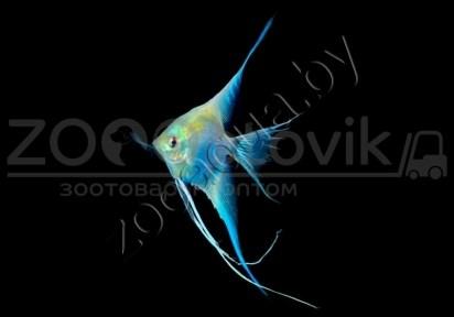 ZooAqua Скалярия голубая 2.5-3 см - фото 2 - id-p153794008