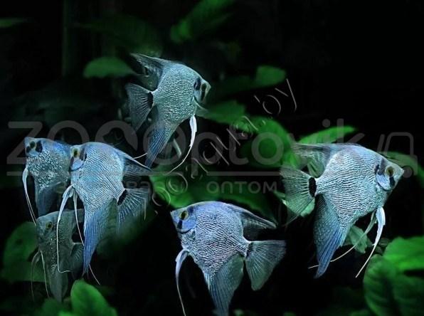 ZooAqua Скалярия голубая 2.5-3 см - фото 1 - id-p153794008