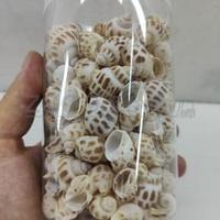 Barbus Shell 006 Набор морских раковин в банке 800мл300-400гр , 2-3 см