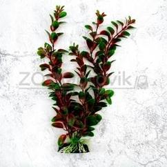Barbus Пластиковое растение Plant 00630 Людвигия красная 30см