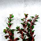 Barbus Пластиковое растение Plant 00630 Людвигия красная 30см, фото 3