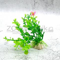 Barbus Растения MIX AР 10см, 10 шт в ассортименте