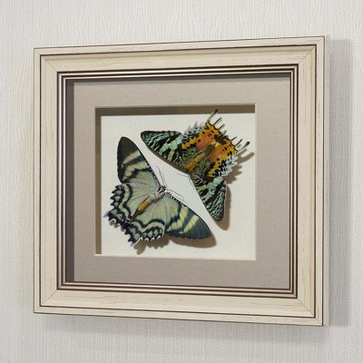 Картина-панно бабочки Урания мадагаскарская и Урания Алкид, арт. 144-145а