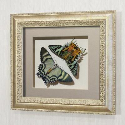 Картина-панно бабочки Урания мадагаскарская и Урания Алкид, арт. 144-145с