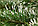 Ель искусственная GreenTerra Классическая с белыми кончиками, фото 3