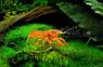 ZooAqua Рак мексиканский карликовый оранжевый, фото 6