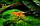 ZooAqua Рак мексиканский карликовый оранжевый, фото 6
