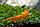 ZooAqua Креветка оранж 0,9-1,2 см, фото 2