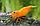 ZooAqua Креветка оранж 0,9-1,2 см, фото 6