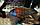 ZooAqua Аулонокара красный павлин 3,0-3,5 см, фото 4