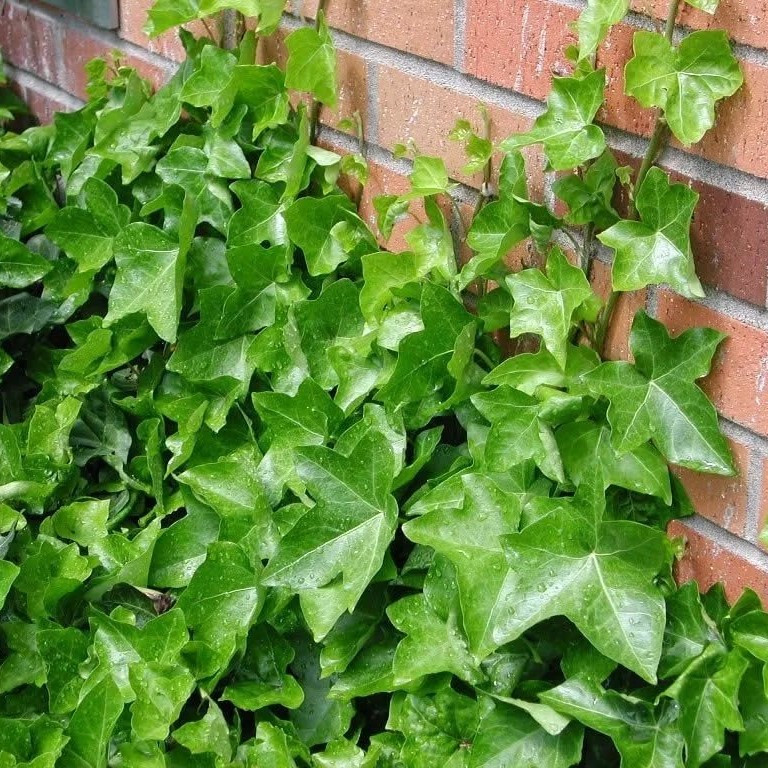 Плющ садовый (Hedera helix), Р9