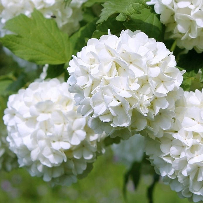 Калина обыкновенная "Розеум"/"Бульденеж" (Viburnum Roseum), С3