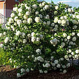 Калина обыкновенная "Розеум"/"Бульденеж"(Viburnum Roseum), С3, фото 2