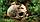 HAGEN Убежище-декор Череп примата 9х11.5х8 см, фото 3