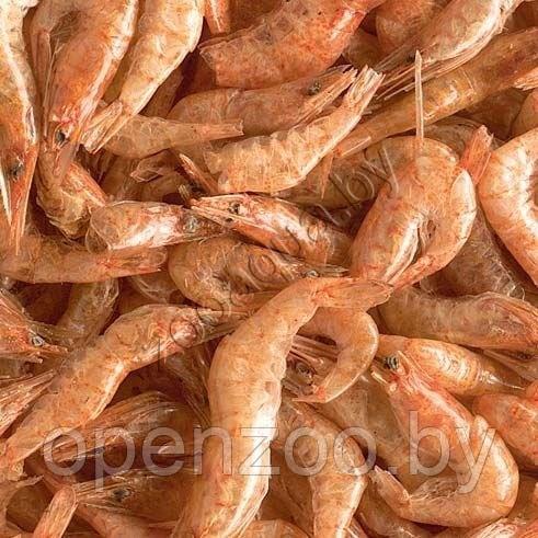 Tetra TETRA ReptoDelica Shrimps 250ml/20g деликатес из креветок - фото 2 - id-p89194539