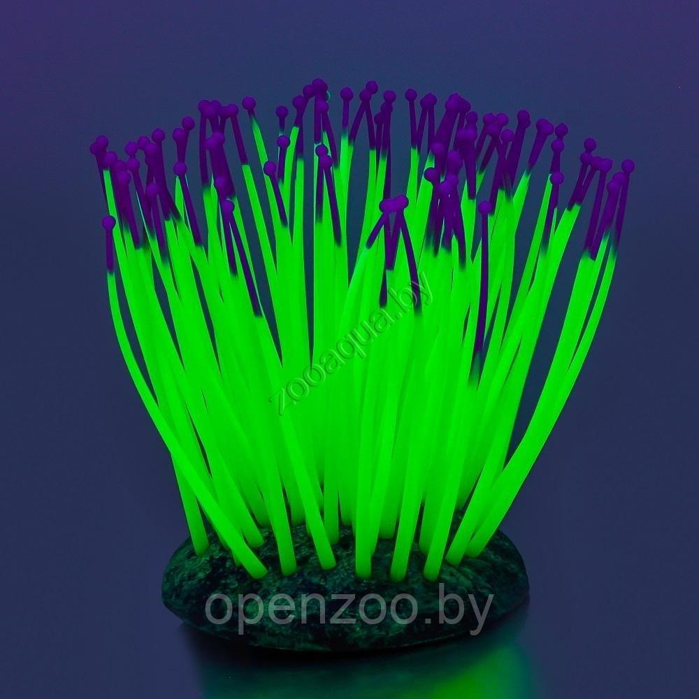 GL-268261 GLOXY Морской анемон зеленый, 9,5х8,5х9см Флуорисцентная аквариумная декорация - фото 2 - id-p98030467