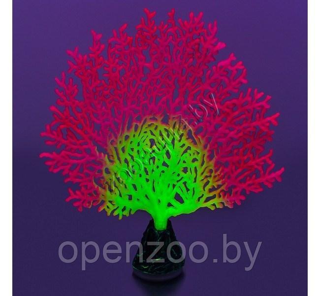 Флуоресцентная аквариумная декорация GLOXY Коралл веерный розовый, 13,5х3х16см - фото 2 - id-p129576054