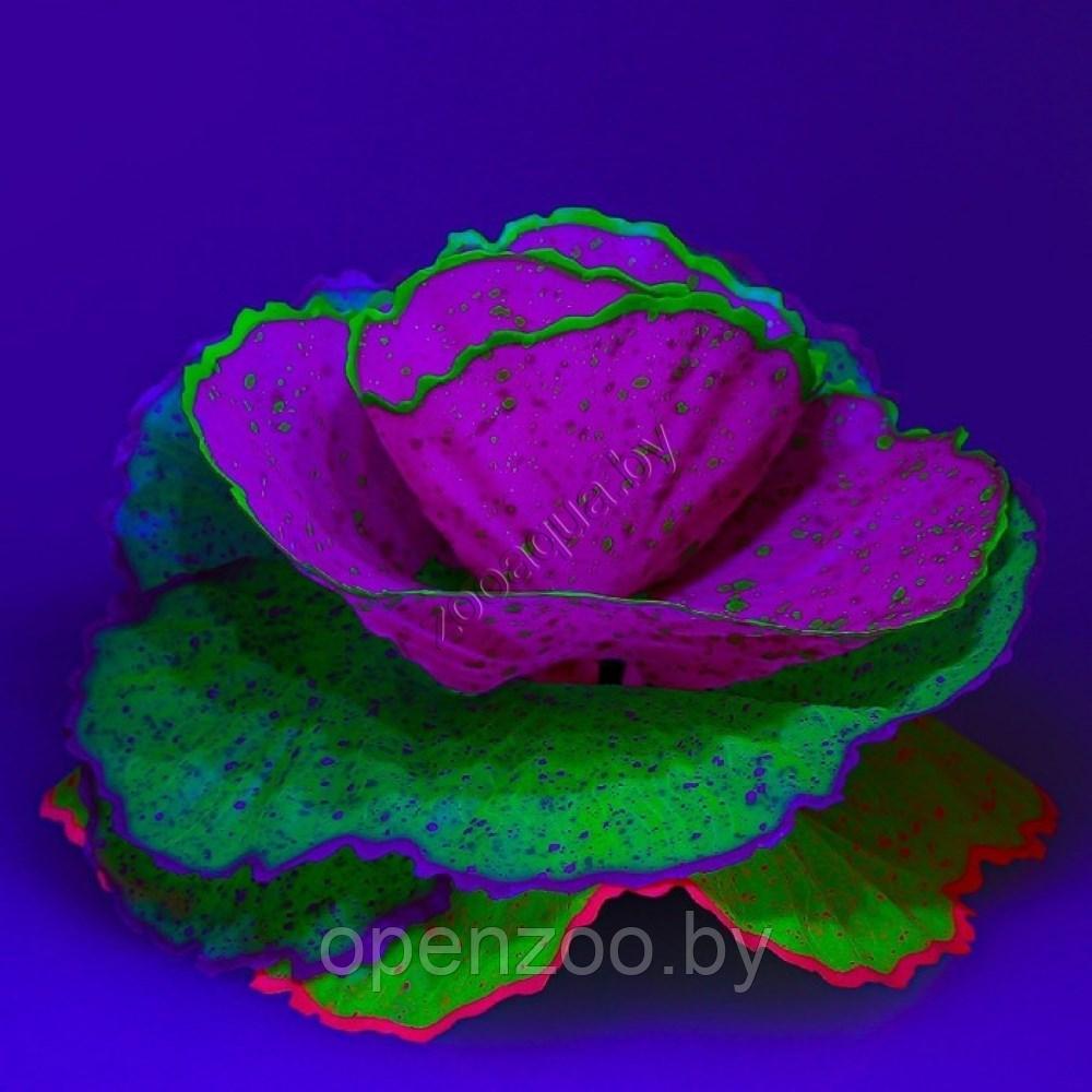 Флуоресцентная аквариумная декорация GLOXY Морской салат разноцветный 11x8x12 см - фото 2 - id-p129576056