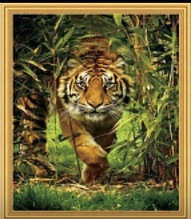 Алмазная мозаика крадущийся тигр   50*40 квадртаные стразы