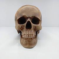 Копилка "Череп" (цвет кости) 23*16*14см, гипс