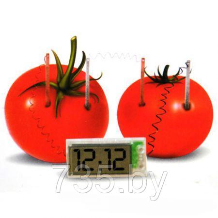 Экологические часы «Работающие от овощей» развивающие для детей - фото 3 - id-p167709822