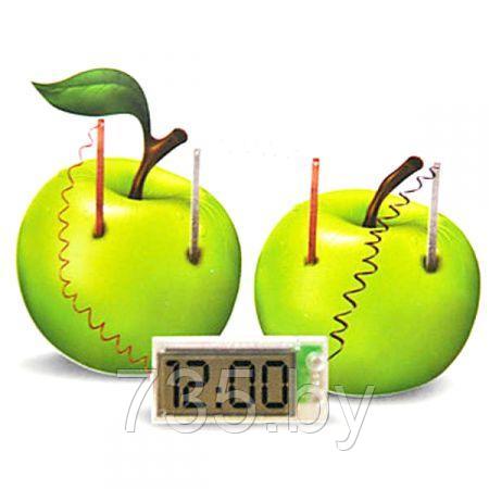Экологические часы «Работающие от овощей» развивающие для детей - фото 4 - id-p167709822