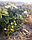 Рассада земляники садовой (клубники) сорта Викода, фото 2