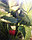 Рассада земляники садовой (клубники) сорта Кимберли, фото 8