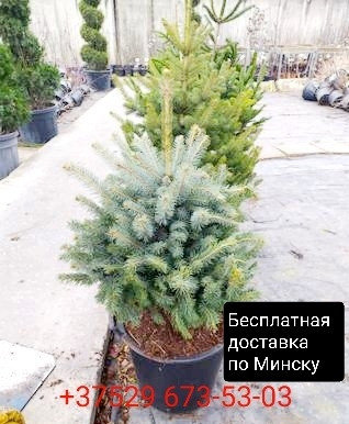 Ель живая в кадке 0.5м - 1м, фото 2