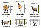 Электроизгородь (электропастух)  для коров и овец ИЭ-4, фото 4