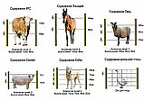 Электропастух Бекси 3.5дж ограждение до 35км, фото 10