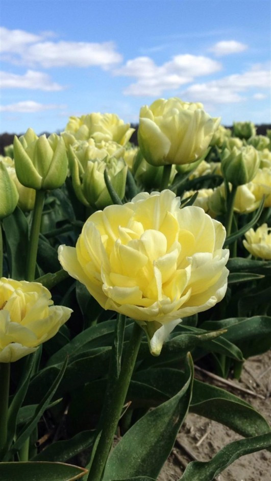 Тюльпаны пионовидные. - фото 6 - id-p73506770
