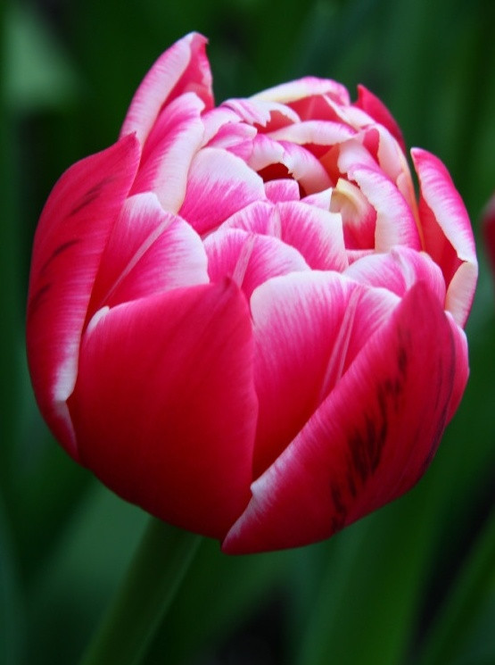 Тюльпаны пионовидные. - фото 8 - id-p73506770