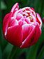 Тюльпаны пионовидные., фото 8