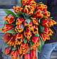 Тюльпаны бахромчатые, фото 2