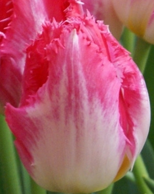 Тюльпаны бахромчатые - фото 7 - id-p73506772