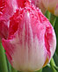 Тюльпаны бахромчатые, фото 7