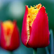 Тюльпаны бахромчатые