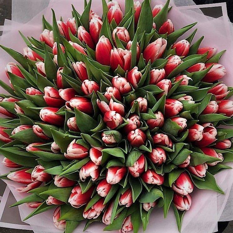 Красные тюльпаны - фото 3 - id-p73875881