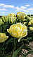 Тюльпаны сортовые, фото 7