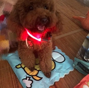 Светящийся ошейник для собак, нейлон, размер XS, 27см, красный - фото 2 - id-p169632414