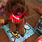 Нейлоновый, светодиодный, светящийся ошейник для собак, размер XS, фото 2